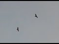 marriage des oiseaux, abyei, sudan
