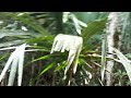 Belize: Birding Banding 1