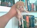 update on sasha and her kittens! update on sasha and her kittens!