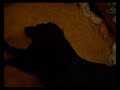 Padfoot baby\