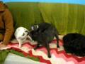 videos de Bulldogs play at My Dogs Daycare on napping dog