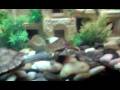 New turtle tank setup