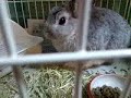 Click here to watch this video あいうえおたちつてとんすけ
