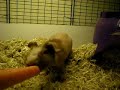 Hazel the hairless guinea pig Hazel the hairless guinea pig
