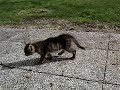 Lovely Kitten\ Lovely Kitten\
