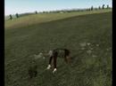 chasse aux lapins