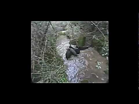caça javali - Este video faz parte da coleção Punto de Mira, caçadas incríveis destacando esse rotweiller bagual!!