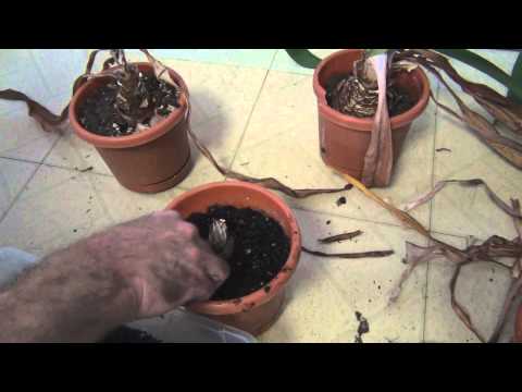 how to fertilize amaryllis bulbs
