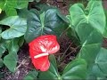 anthurium jenmani,anthurium keris. anthurium jenmani,anthurium keris.