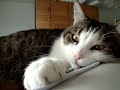 My name is NORO the cat , now you can support and rate for me at www.cutestpetcontest.com Thank you all !