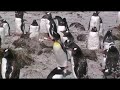 King Penguin
