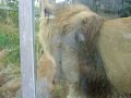 animal-love.html