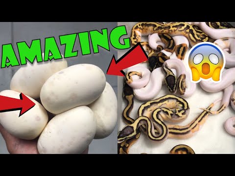 YouTube reptile video