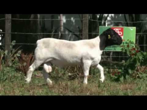 Dorper - SA Fama 355