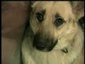 Abandoned dogs rescued from North Idaho mobile home