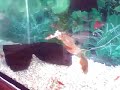 piranha feeding time