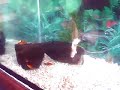 Piranha Feeding Time