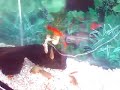 piranha feeding time