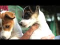 Jack Russell Puppies
