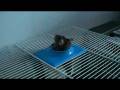 Ratten movie