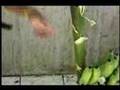 banana  ecuador