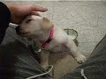 dog use my hand to get up the chair.