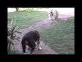 perritas