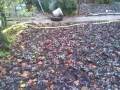 carbit schieten met stoof pot