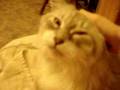 My Cute{but old & fat} Cat Misty (R.I.P.) and I Talking