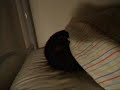 Insomnia (Lo scherzo) Insomnia (Lo scherzo)