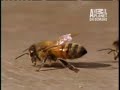 Drunk Bees Drunk Bees