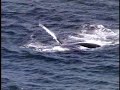 aerial photography ocean beach with whales