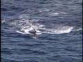 aerial photography ocean beach with whales