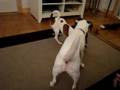 Daisy and Zeke's New Game