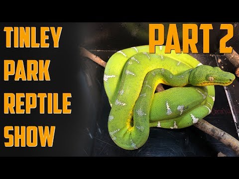 YouTube reptile video