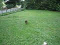 Flying disc
