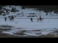 ski joëring