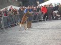 Démonstration chien de police Démonstration chien de police