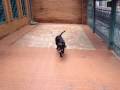 videos de Maha Dog Lab.