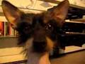 Chinese Crested video