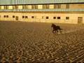 Horse runing free