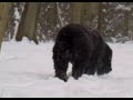 Bouvier Quinta in the snow