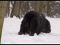 Boyero de Flandes video