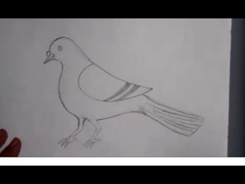 how to draw pigeon step by step