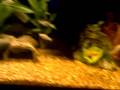 videos de My Tropical aquarium