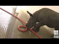 Rhino Update 8/07/2007: Bath and Weigh-in for Zuri