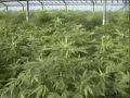 Preparation of planting in greenhouse for MNS