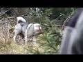 Moose Hunting  With Dogs