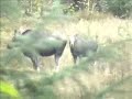 Moose,Calf hunting 2006 Moose,Calf hunting 2006