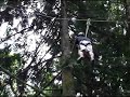 ninja warrior - hmong edition ninja warrior - hmong edition